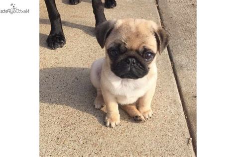 are cheap puppies bad